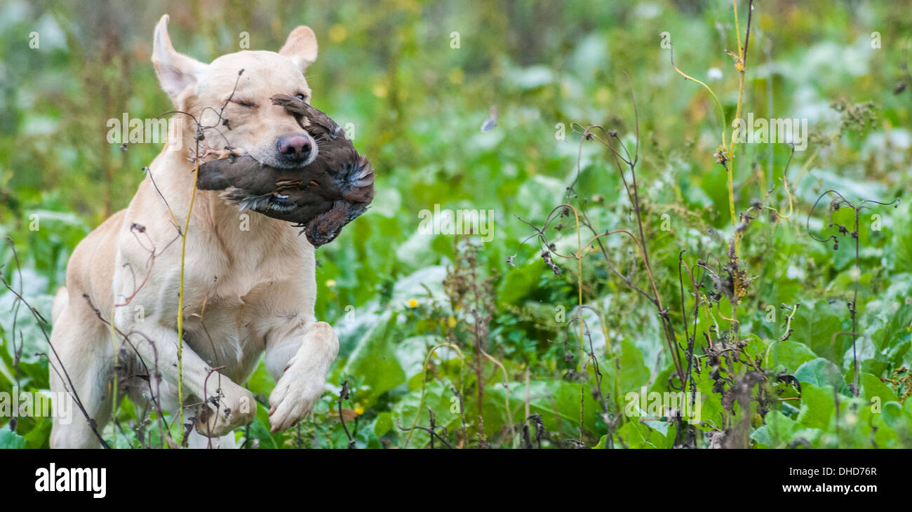 A gun dog, yellow labrador, retrieving a red partridge at a gun dog training day in field of sugar beet Stock Photo
