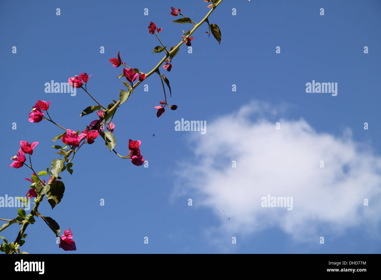 Purple Bougainvillea  against a blue sky and white cloud (Bougainvillea Spectabilis) Stock Photo