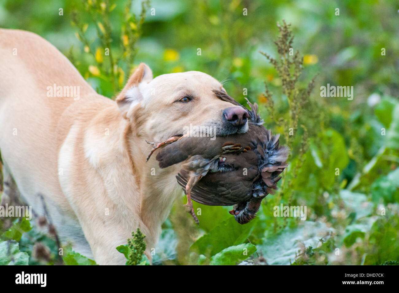 A gun dog, yellow labrador, retrieving a red partridge at a gun dog training day in field of sugar beet Stock Photo
