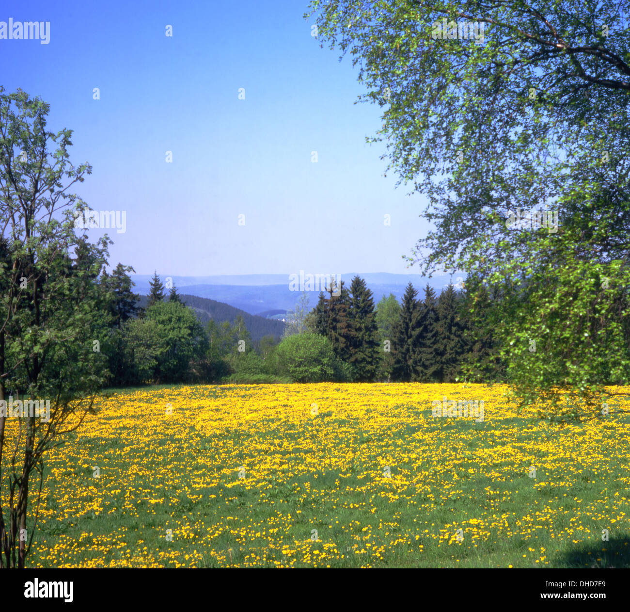 Panoramic views with dandelion meadow Stock Photo