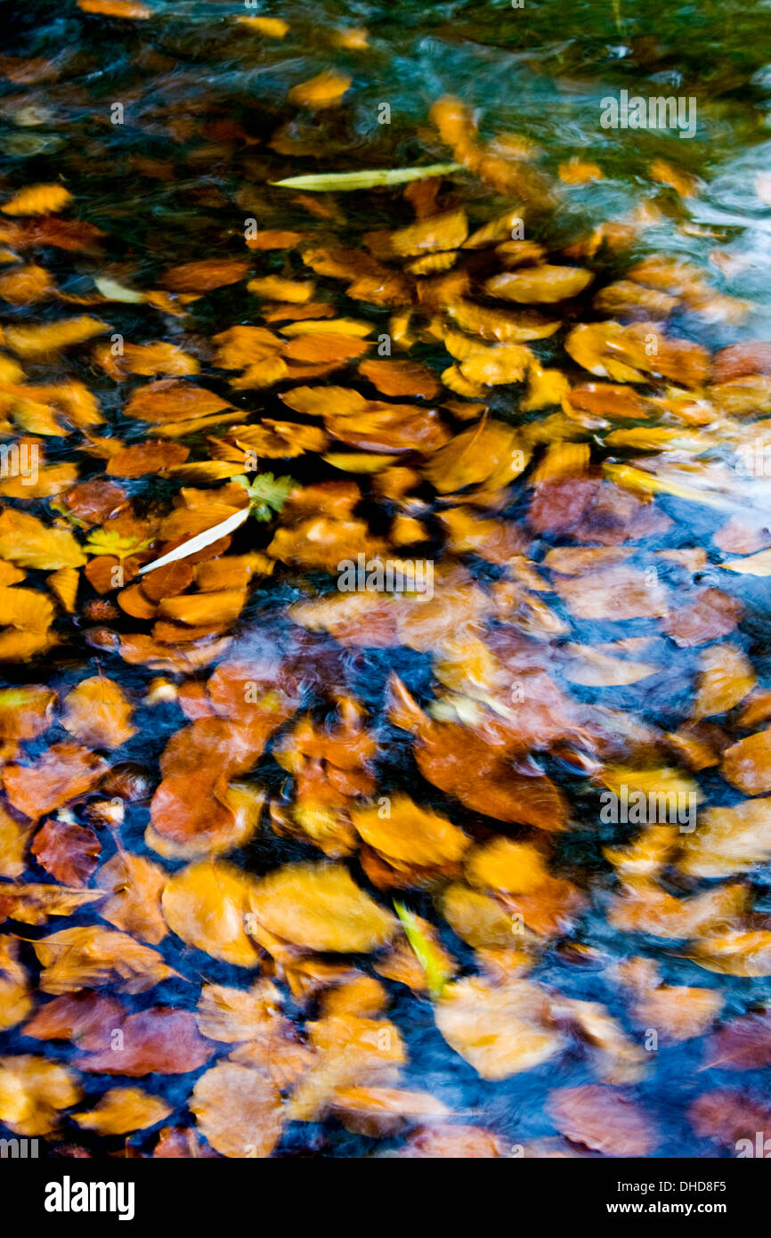 Orange autumn leaves floating abstract hi-res stock photography and ...