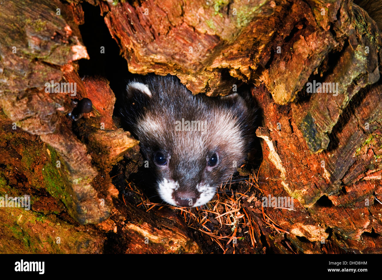 European polecat (Mustela putorius) peeping out of a hole Stock Photo