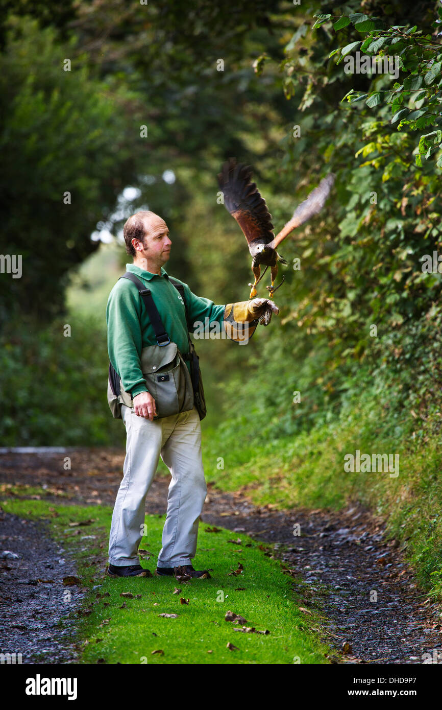 A Falconer training his Harris hawk  in the westcountry UK Stock Photo