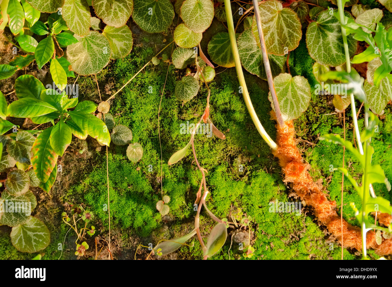 Picture of living plants in the wall Stock Photo