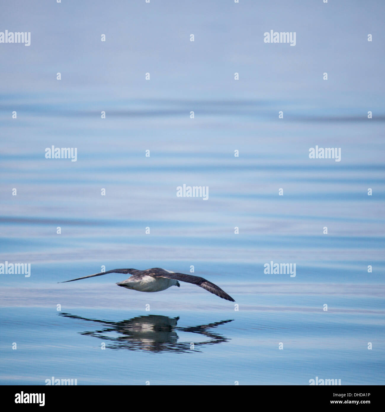 Northern Fulmars (Fulmarus glasialis), flying in Reykjavik Harbor, Reykjavik, Iceland Stock Photo