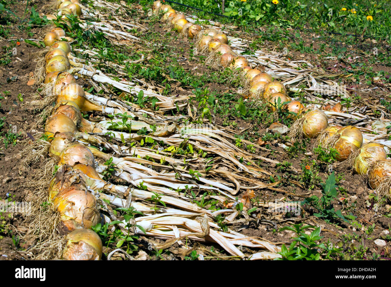 Rows of allotment grown onions drying in the sun Stock Photo