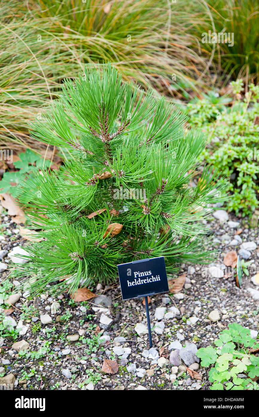 A close up of a Pinus heldreichii miniature Pine tree at the gardens at Bridgemere Nursery and Garden World Cheshire England UK Stock Photo