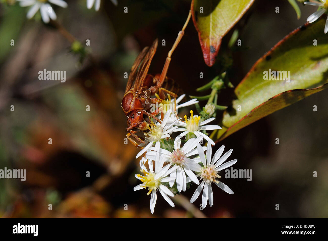 Heath aster, Symphyotrichum ericoides Stock Photo