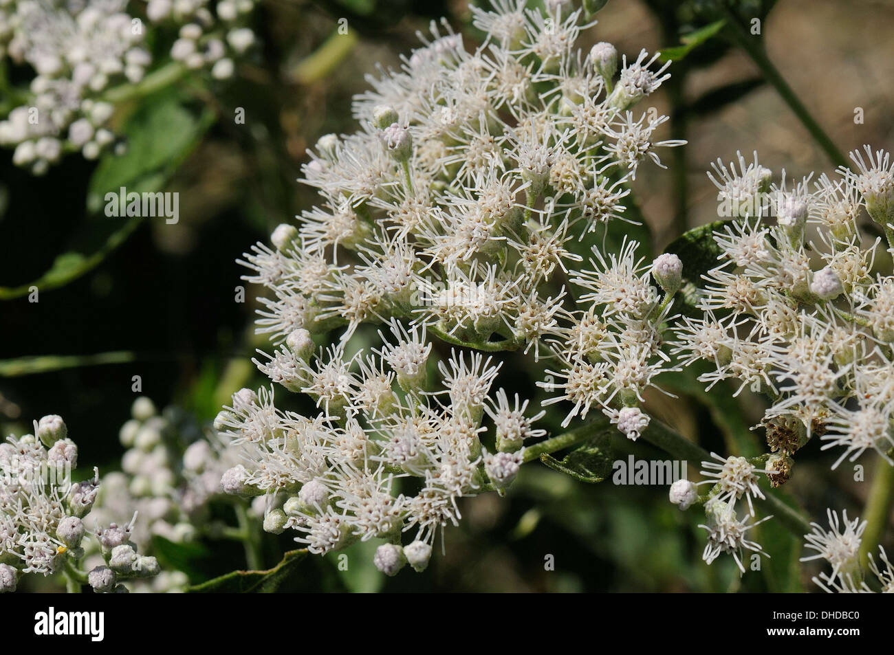 Late Flowering Boneset Stock Photo Alamy