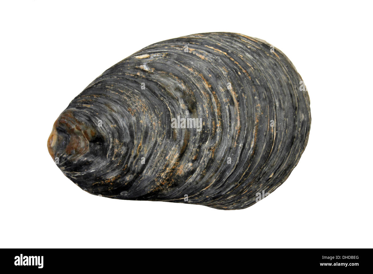 European Flat Oyster Ostrea edulis Stock Photo Alamy
