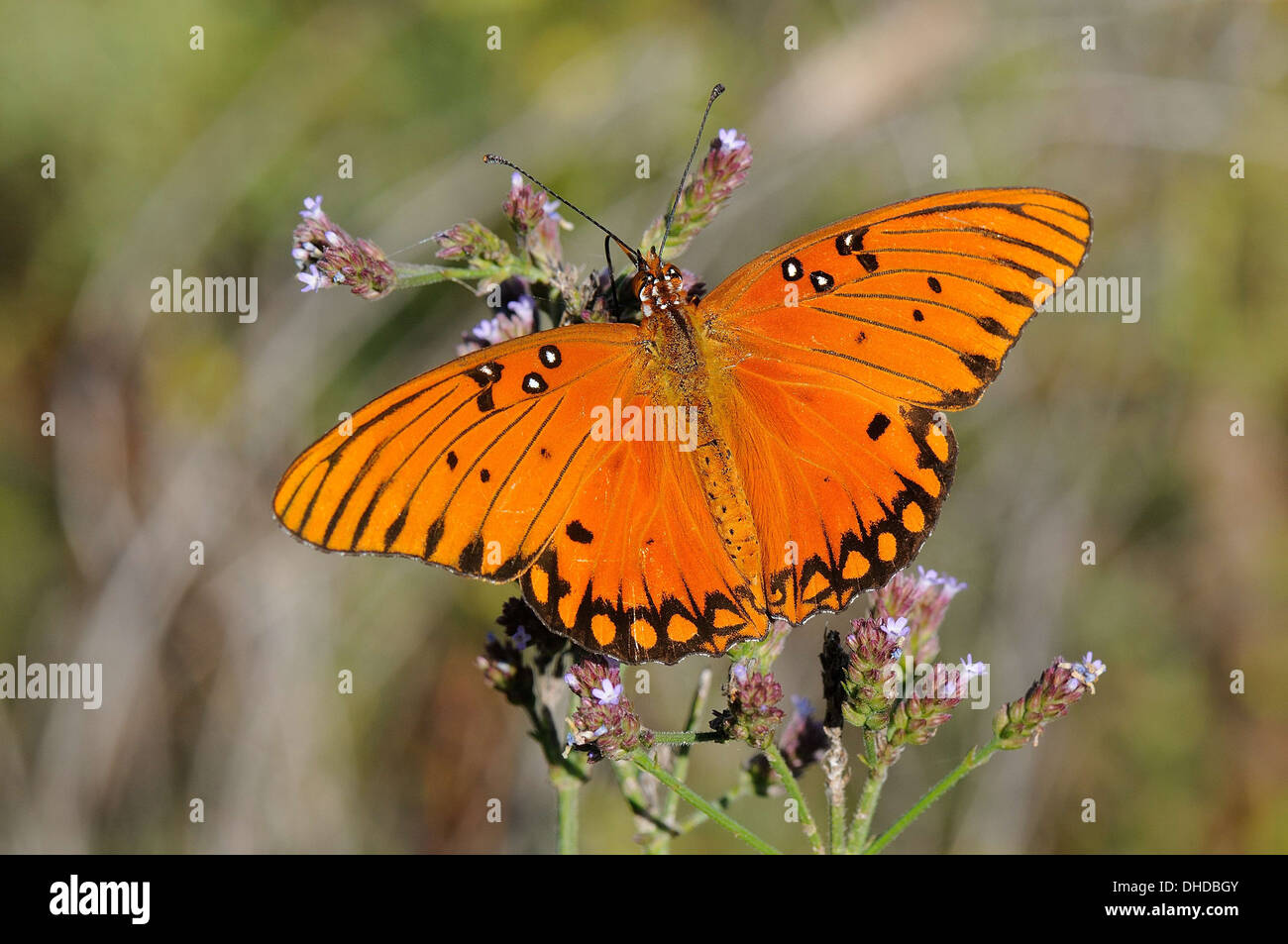 Fritillary gulf butterfly hi-res stock photography and images - Alamy