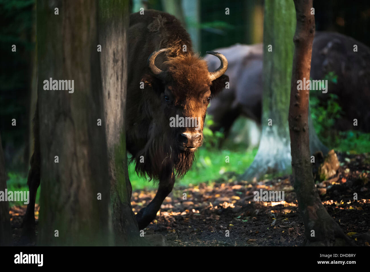 Bison in a forest at sunrise Stock Photo Alamy