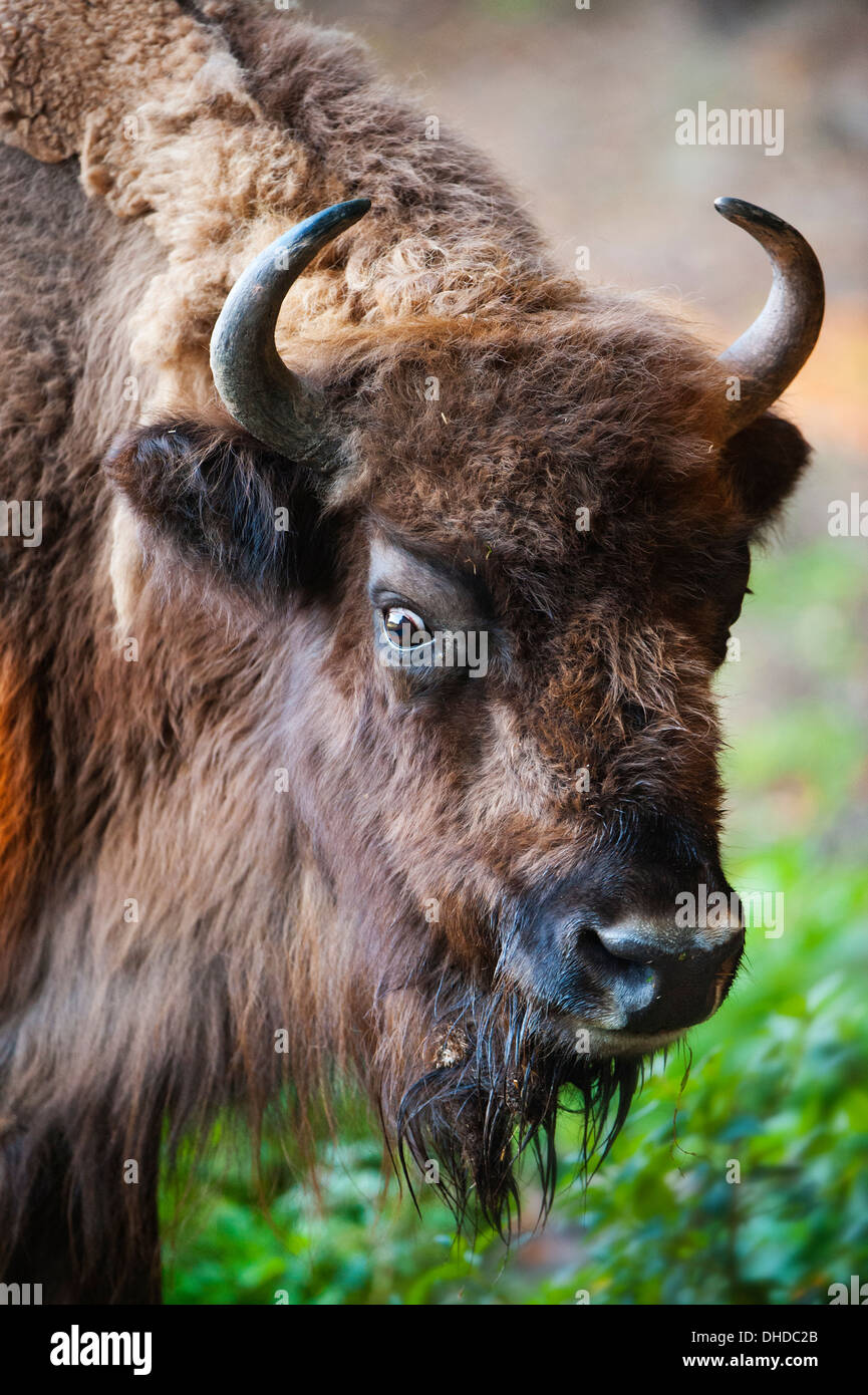 Bison, Buffalo Portrait Stock Photo
