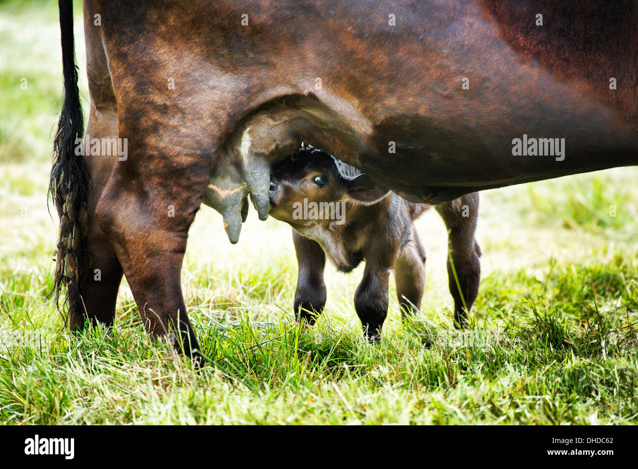 A Dexter calf suckling it's mother Stock Photo