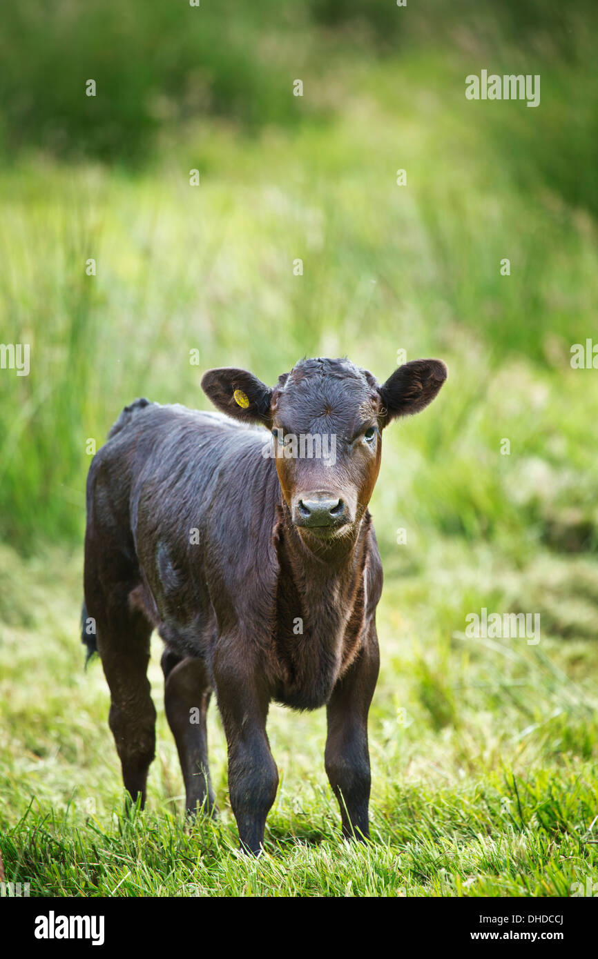 A Dexter calf Stock Photo