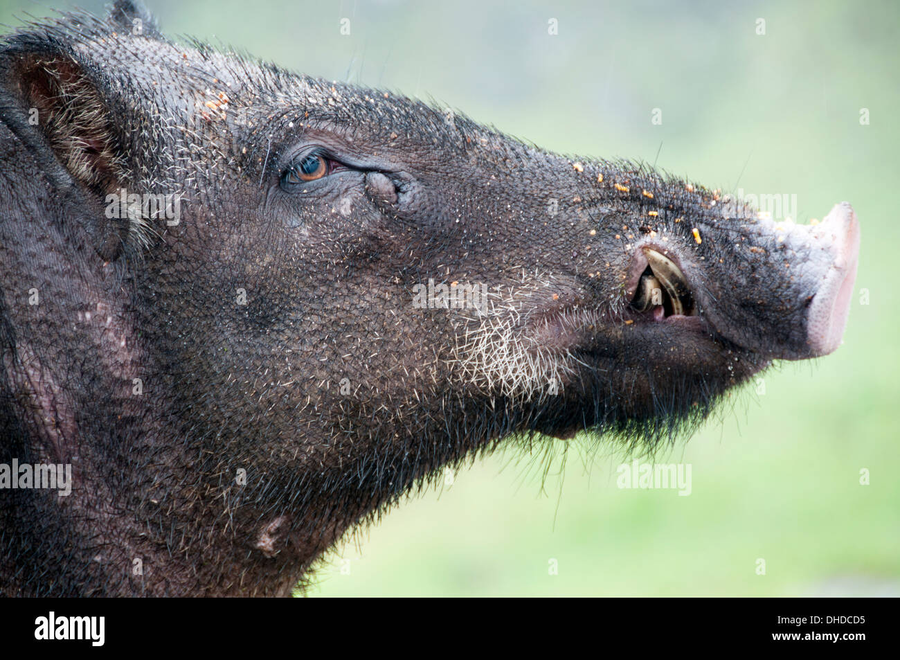 Indian Wild Boar Stock Photo