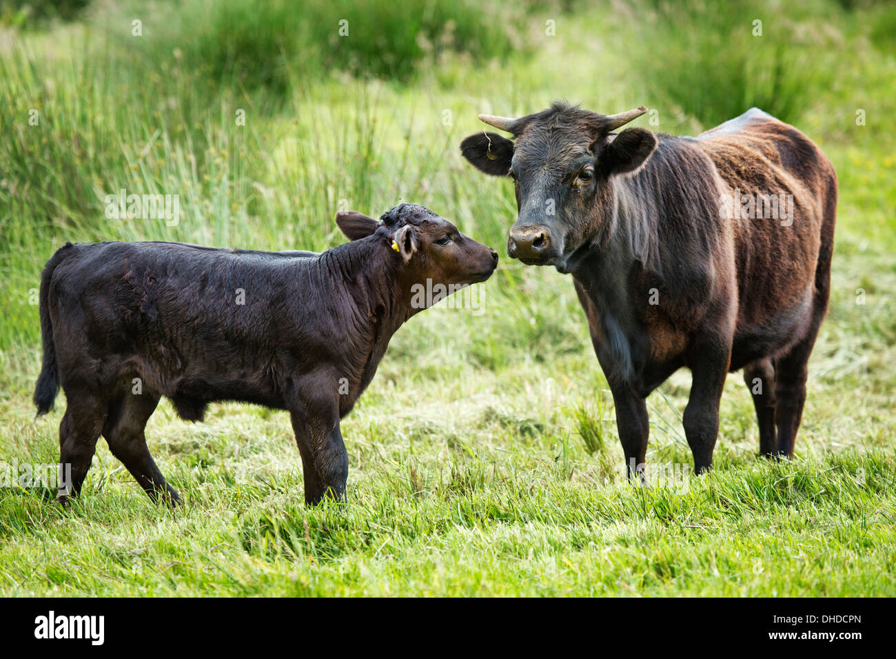 Dexter Beef cattle, a calf and a yearling sniffing each other Stock Photo