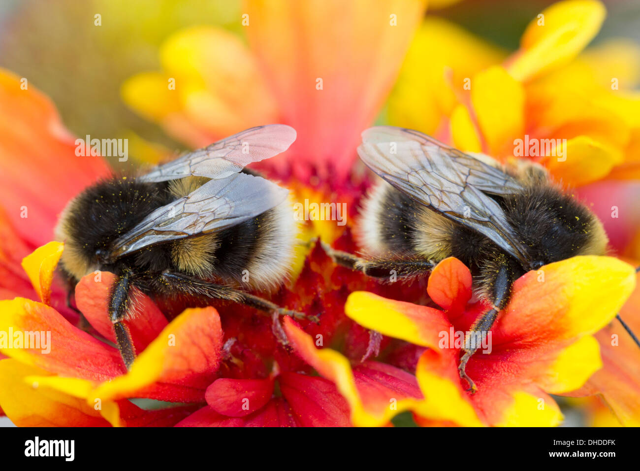 Two bumblebees on Gaillardia 'Arizona Sun' (Blanket flower) Stock Photo