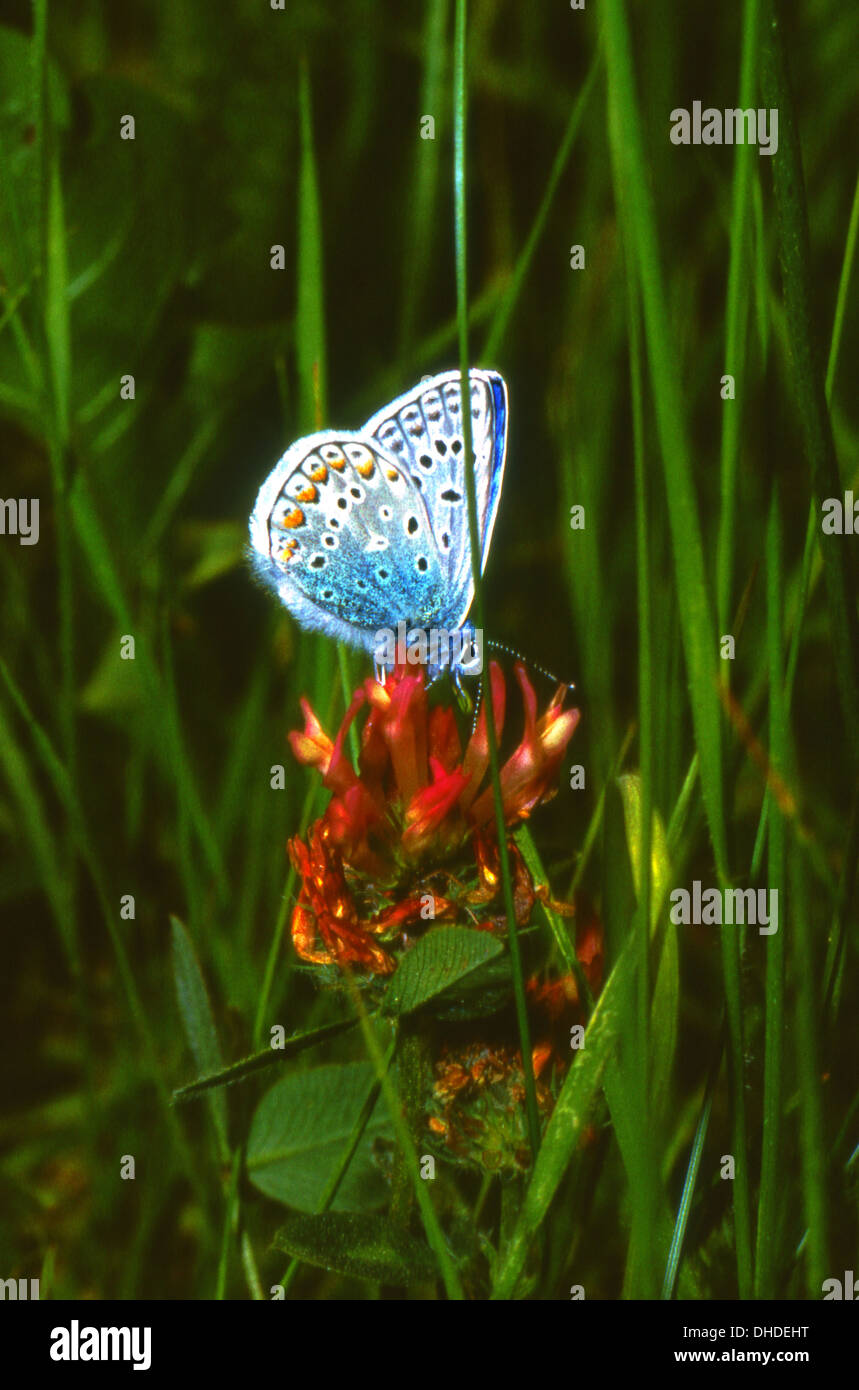 Blue butterfly on flowe Stock Photo
