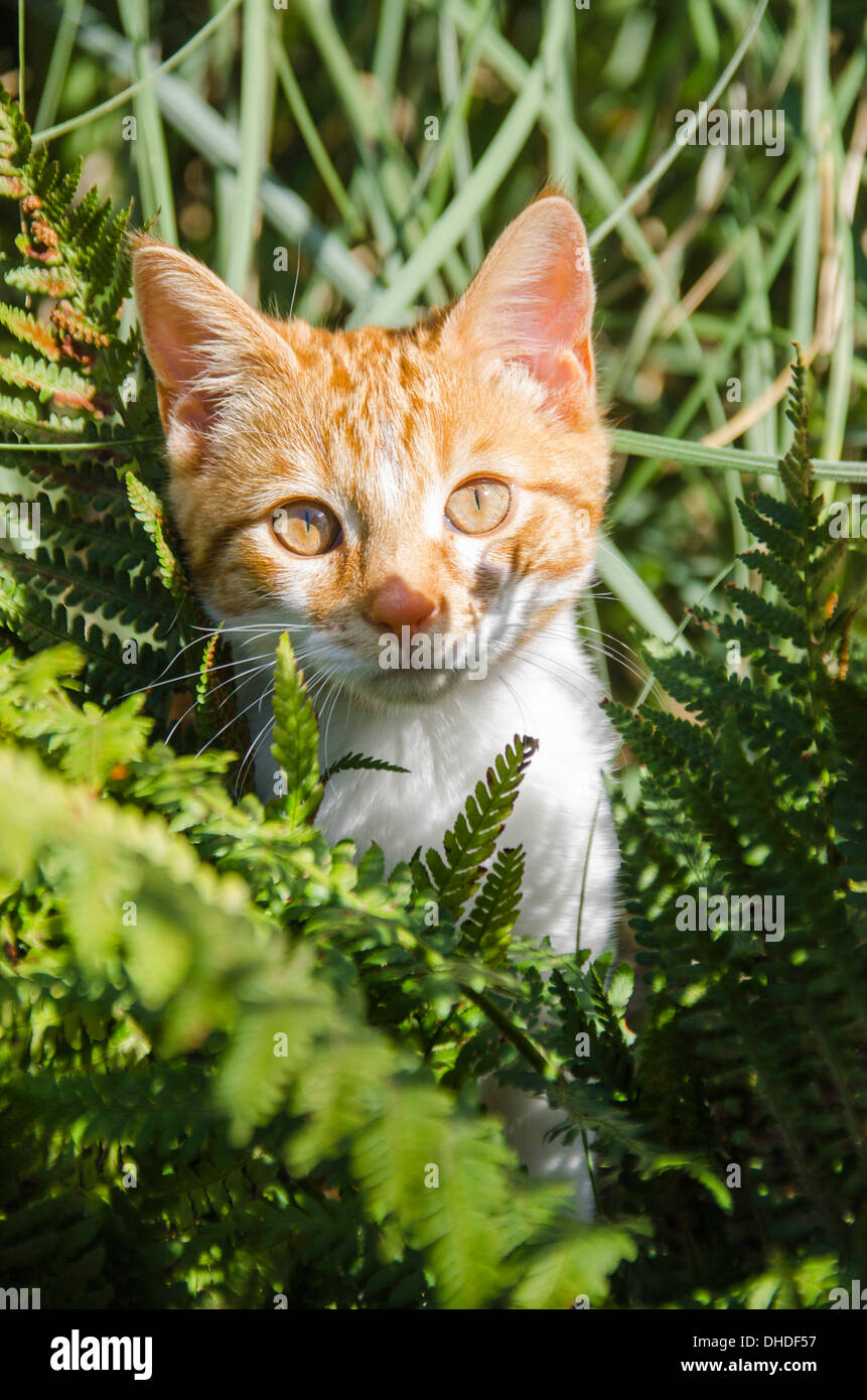 Ginger kitten exploring in garden Stock Photo