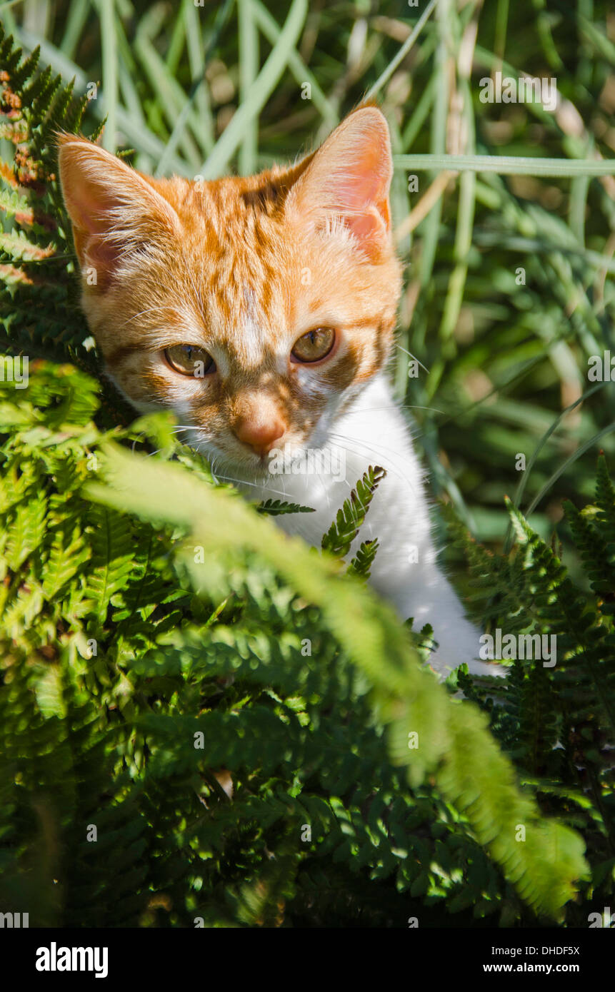 Ginger kitten exploring in garden Stock Photo Alamy