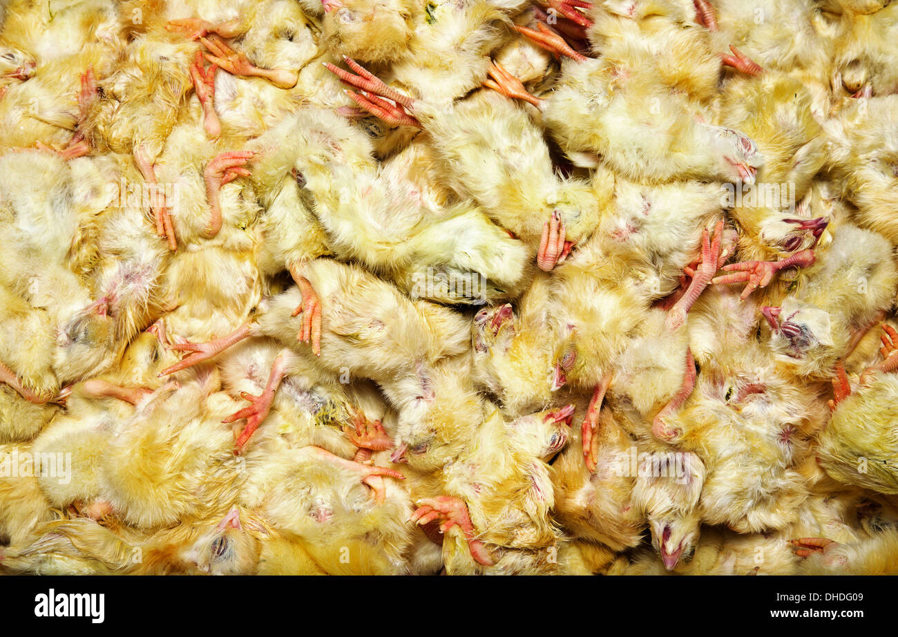A box of dead day old chicks Stock Photo
