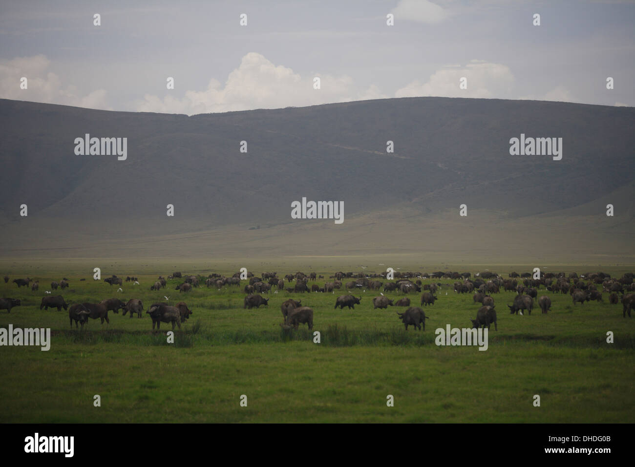 Cape Buffalo in Ngorongoro Crater. Tanzania, Africa. Stock Photo