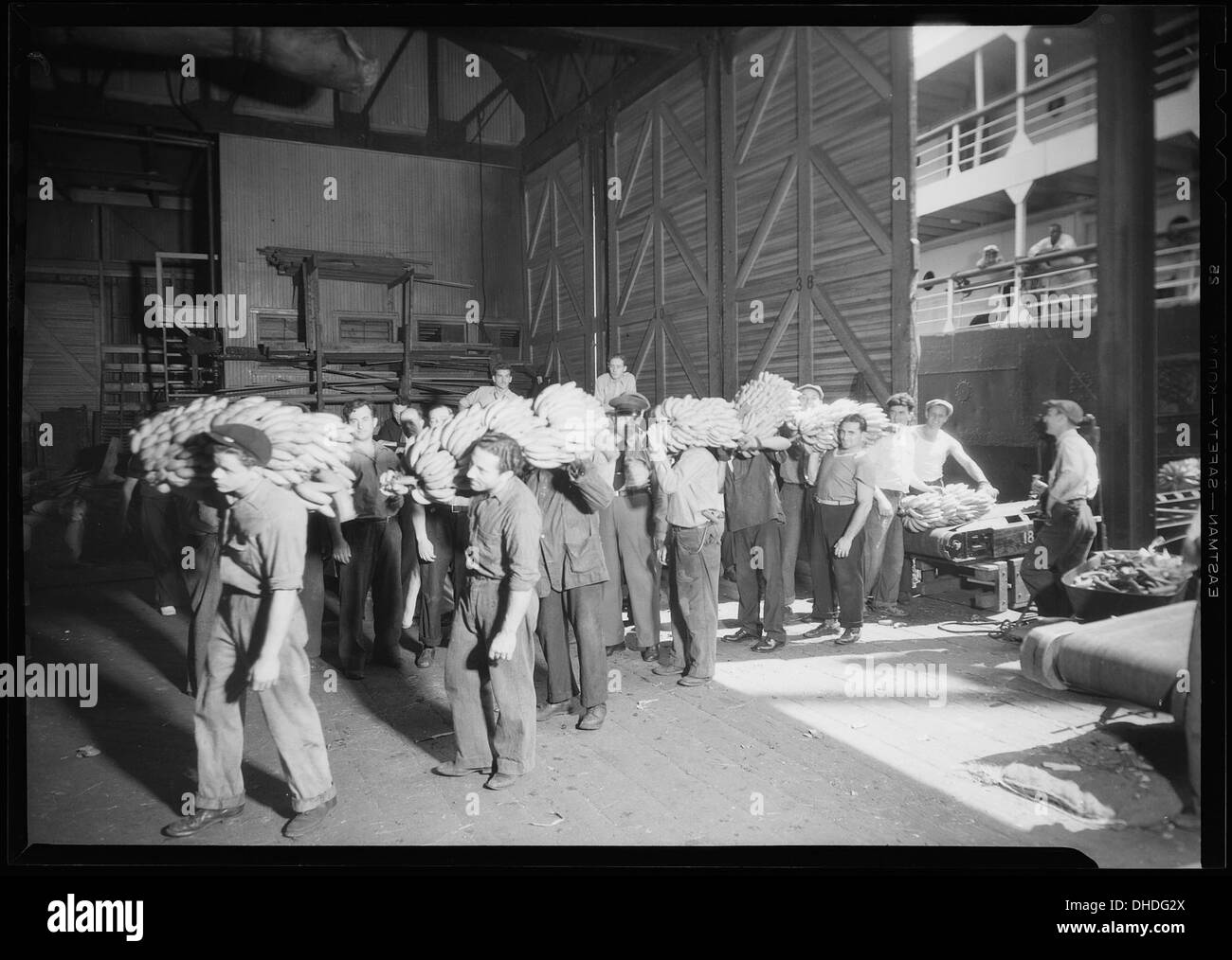 This photograph captures longshoremen in New York, demonstrating the method used to transfer bananas from the ships onto the docks. The image provides insight into the labor involved in early 20th-century port operations. Stock Photo