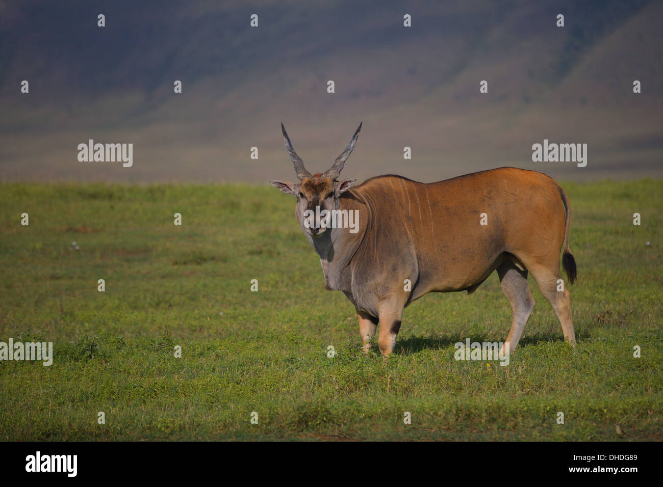 Eland -- World's Largest and Slowest Antelope. Taurotragus oryx. Ngorongoro Crater. Tanzania, Africa. Stock Photo