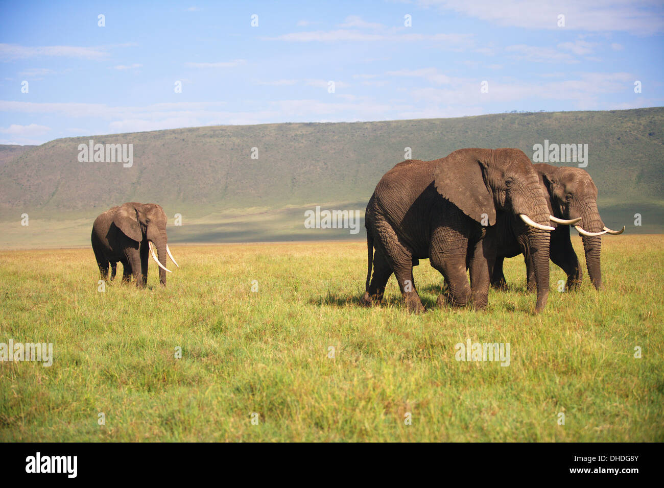 African Elephants grazing in the Ngorongoro Crater. Tanzania Africa. Loxodonta africana spp. Large Tusk Tuskers Poaching. Stock Photo