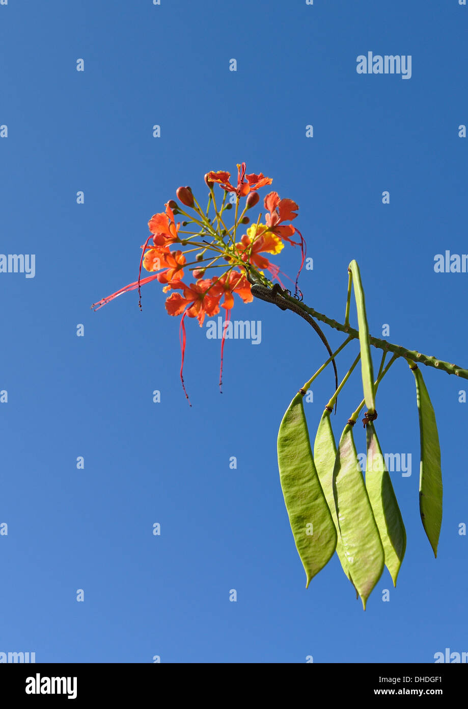 Caesalpinia pulcherrima  a species of flowering plant in the pea family. Stock Photo