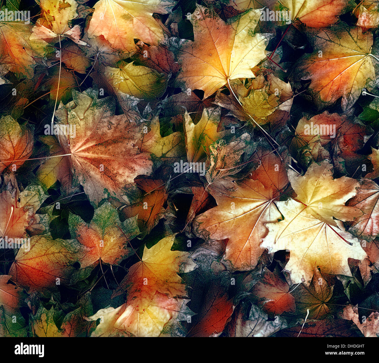 High angle of maple leaves hi-res stock photography and images - Alamy