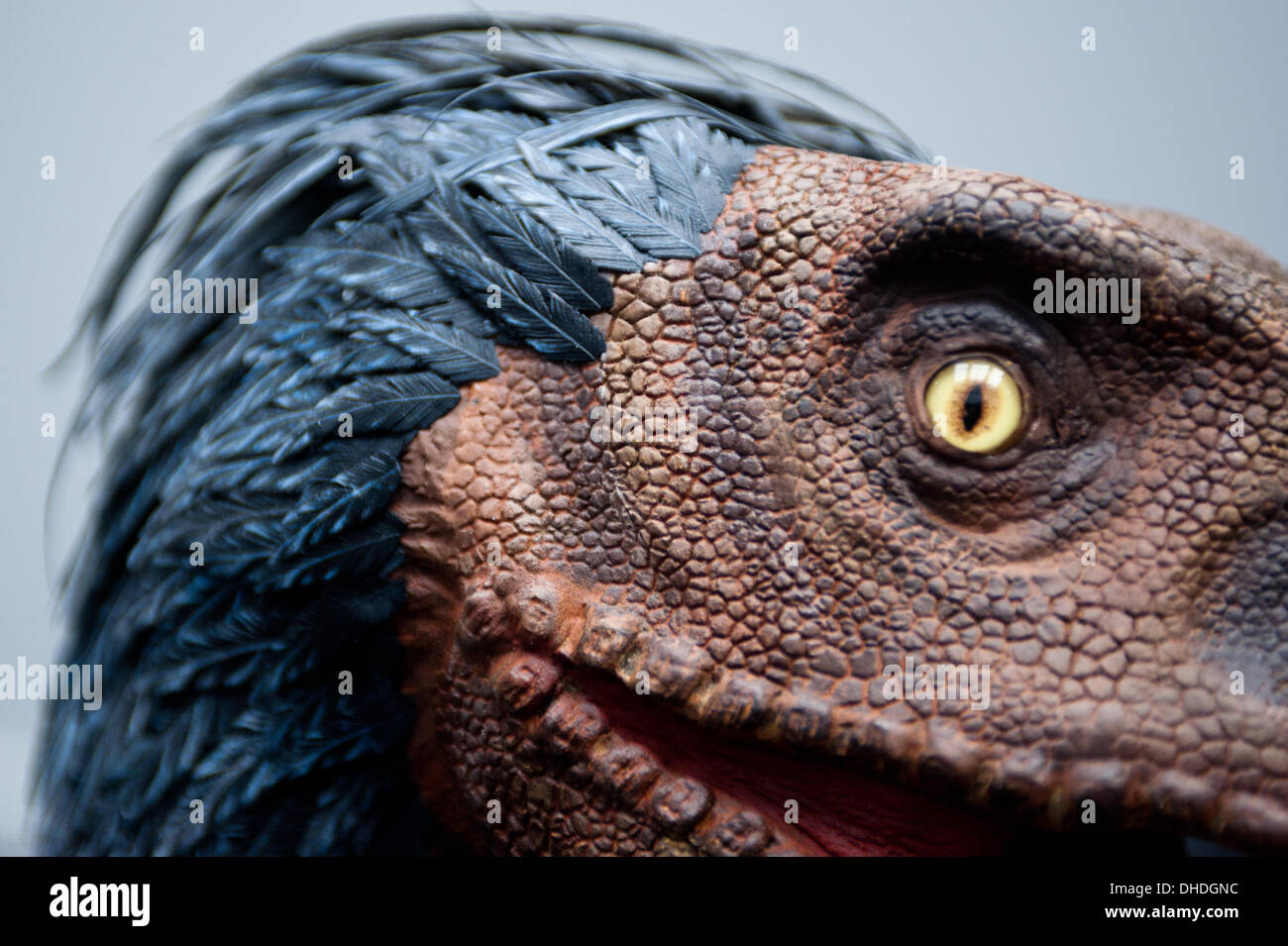 London, UK. 7th November 2013. a 3D printed Velociraptor head by Crea'Zaurus 3D, printed by Arketyp 3D, at the 3D Printshow at the Business Design Centre in London. Credit:  Piero Cruciatti/Alamy Live News Stock Photo