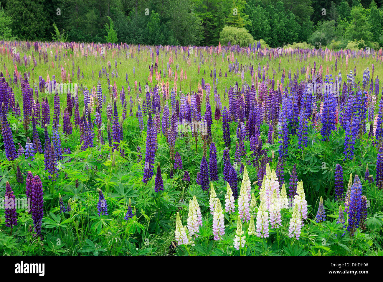 Field of wild lupines, Tacoma, Washington State, United States of America, North America Stock Photo