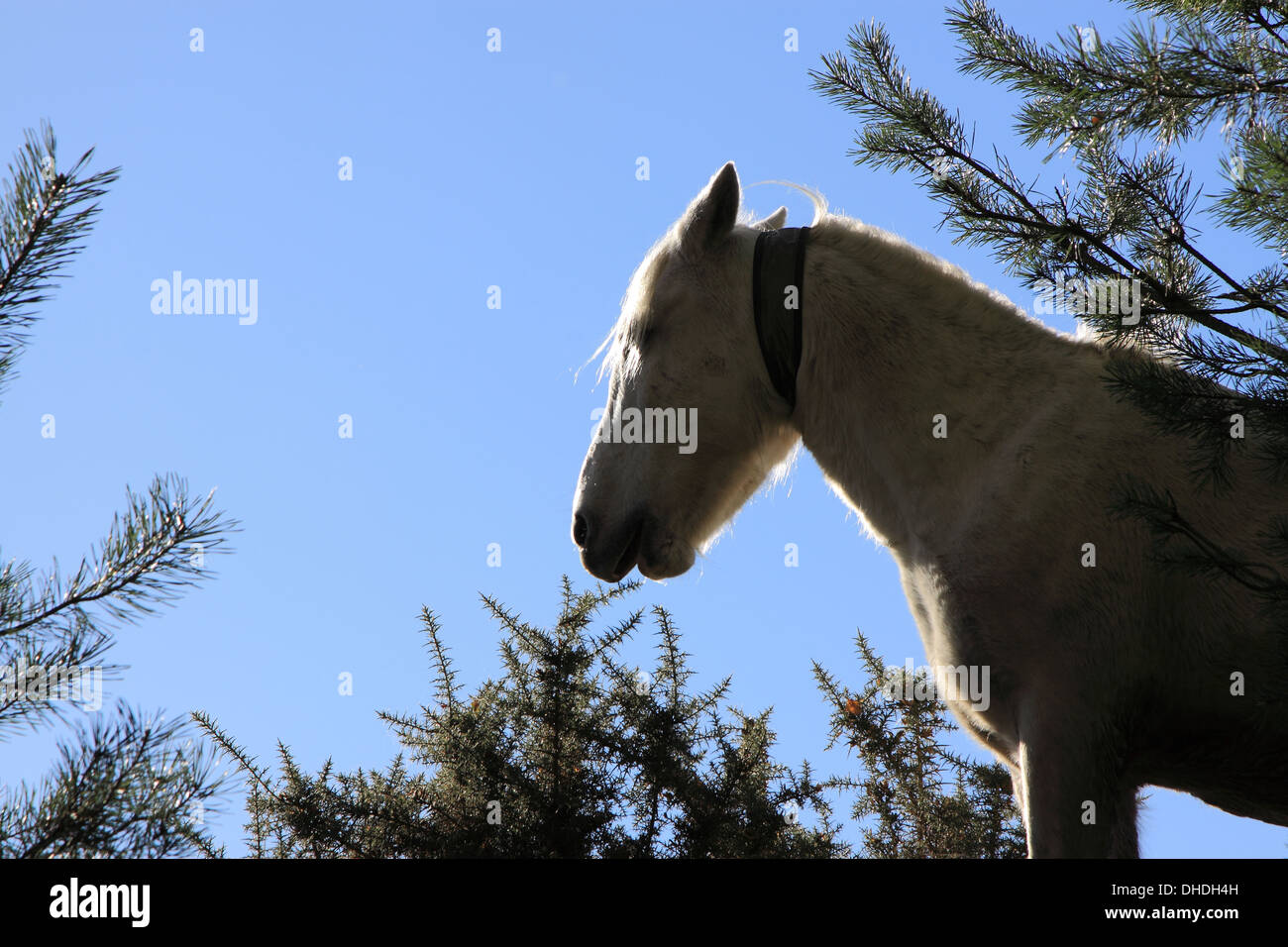 New Forest Pony Backlit, blue sky. Space for Caption or Title Stock Photo