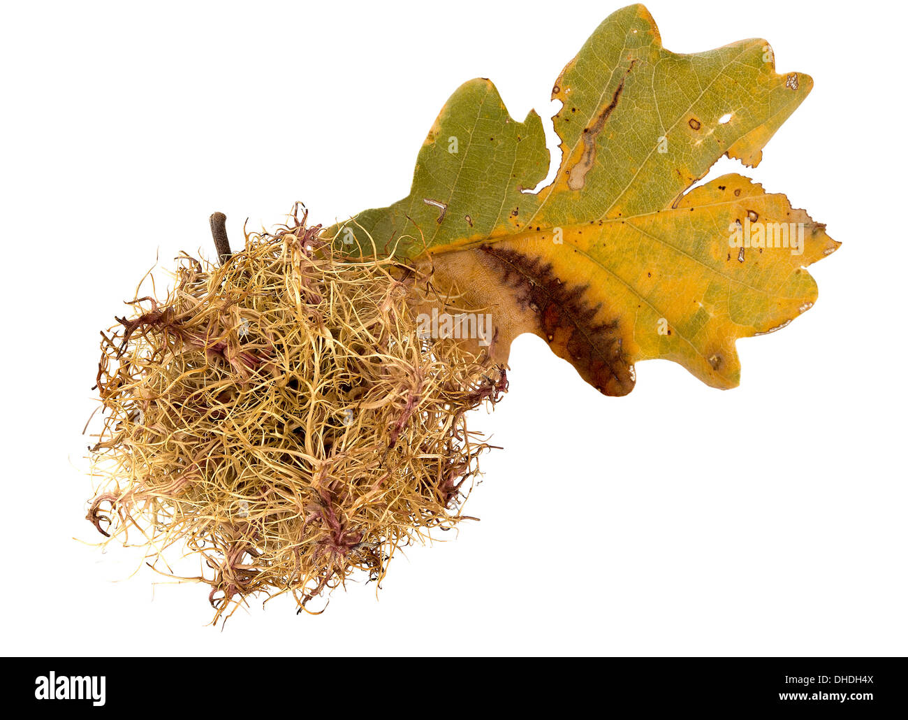 Hairy gall on oak. Stock Photo