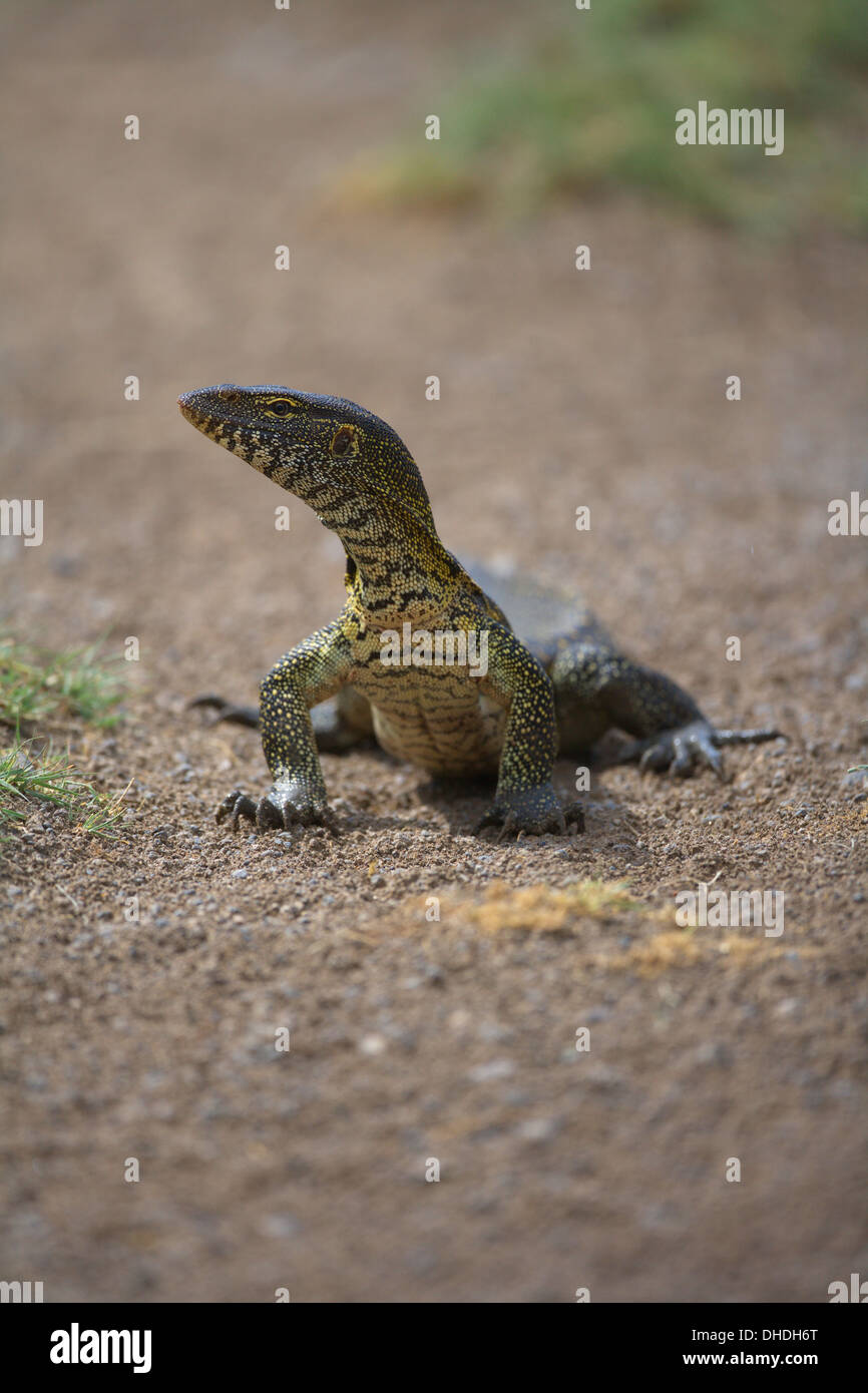 Monitor Lizard. Ndutu, Tanzania. Africa Stock Photo Alamy