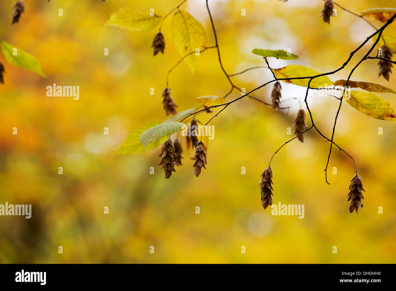 American hophornbeam (Ostrya virginiana) seedpods Stock Photo Alamy