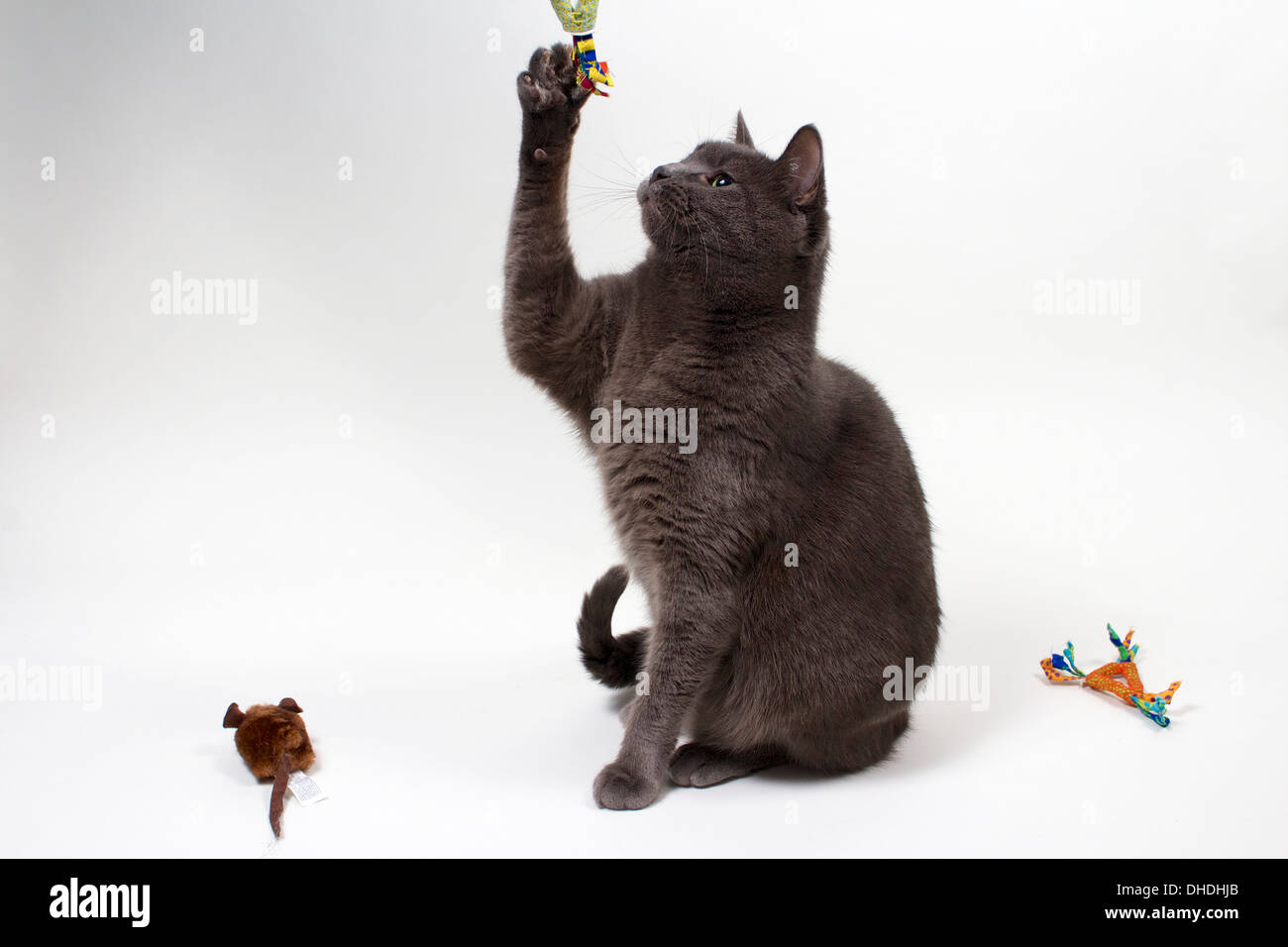Gray tabby cat pawing toy on white background Stock Photo - Alamy - Cat Excessive Pawing At Playtime