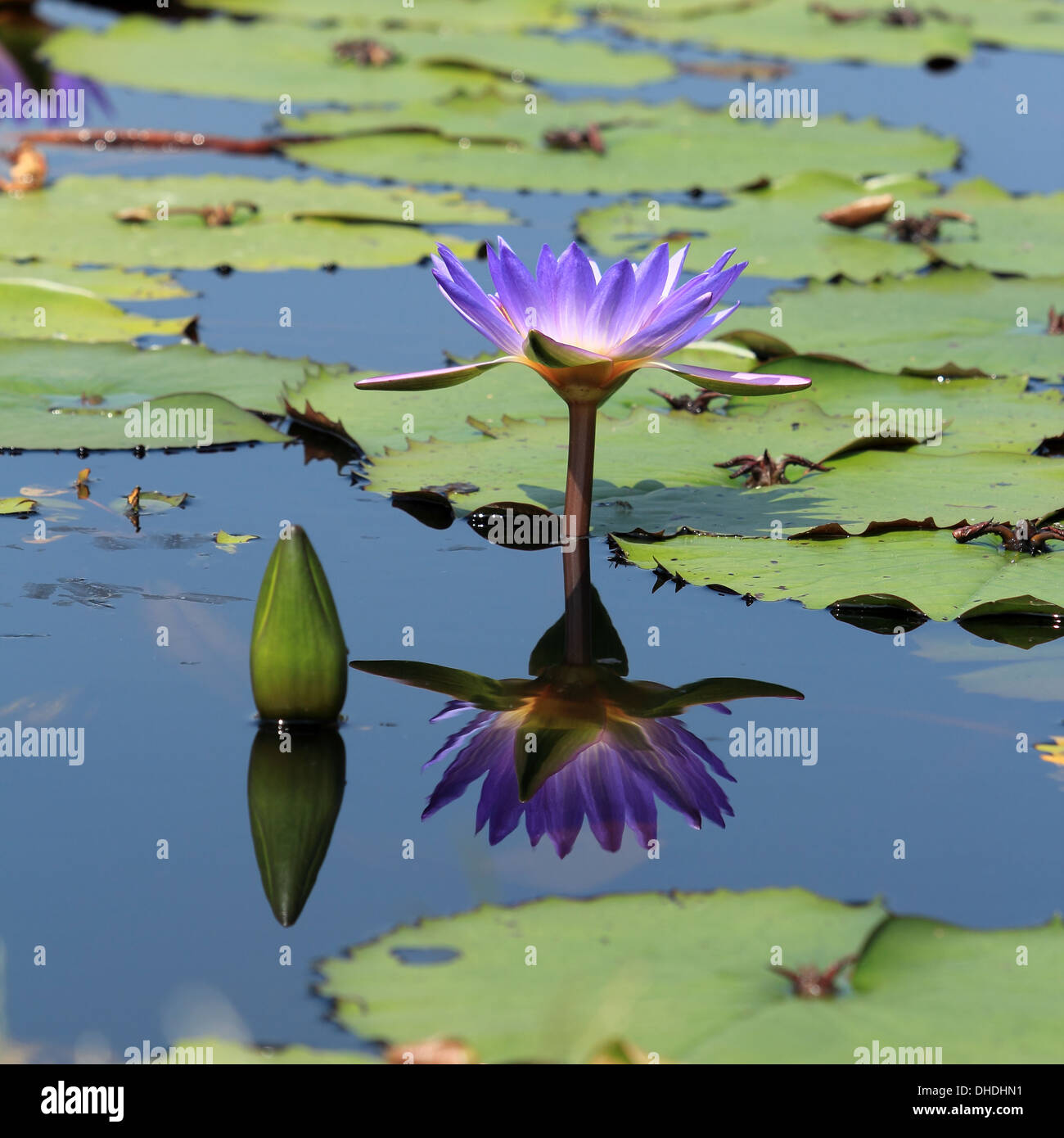 Purple lotus flower reflection Stock Photo