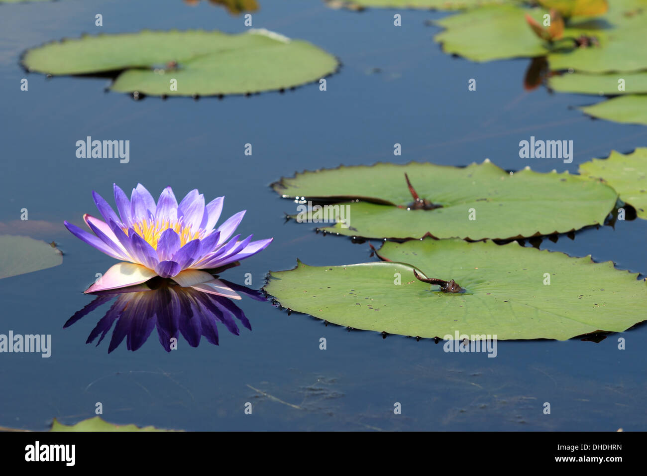 Purple lotus flower reflection Stock Photo