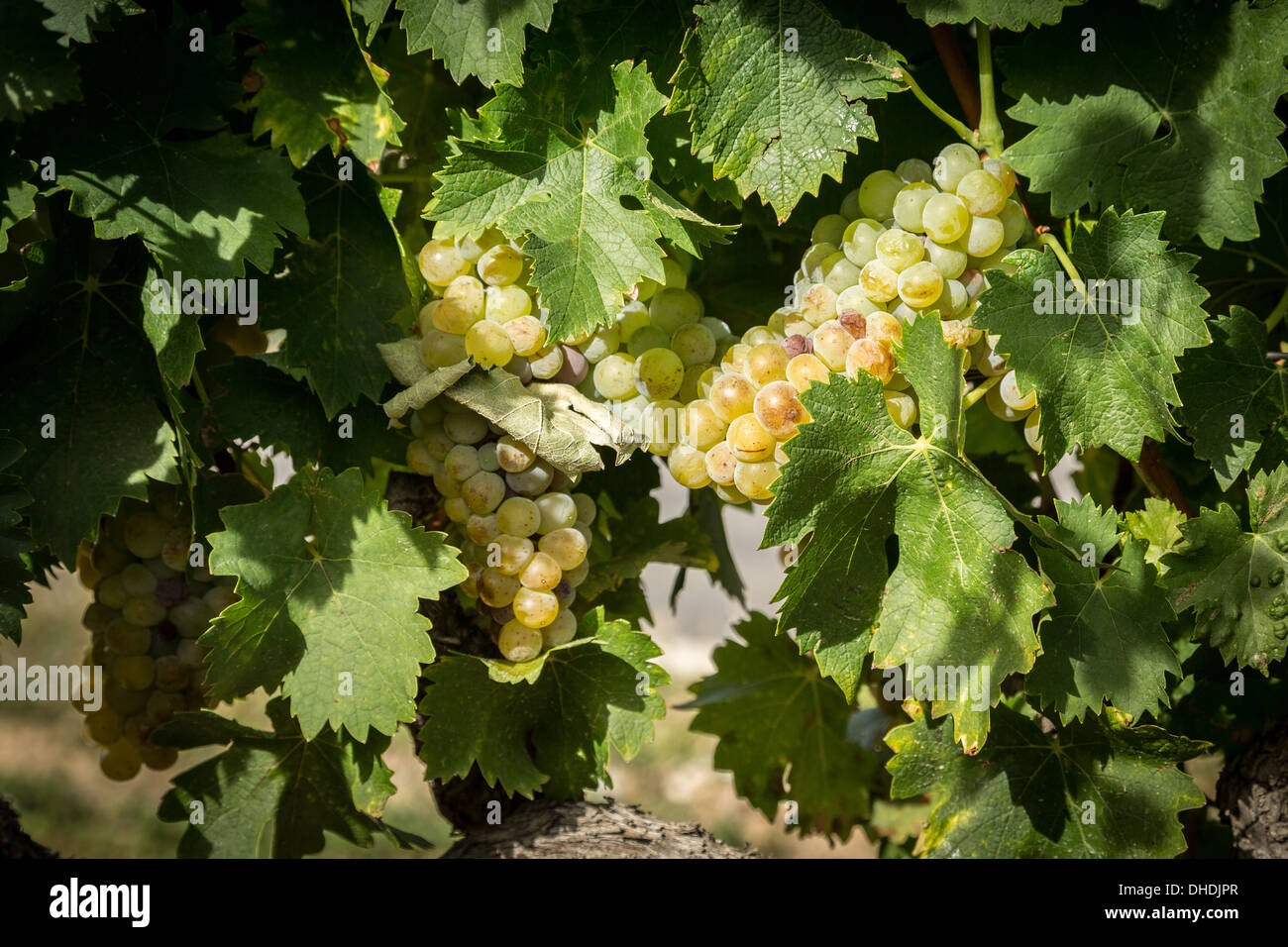 Muscat grapes in Beaumes de Venise, France. Stock Photo