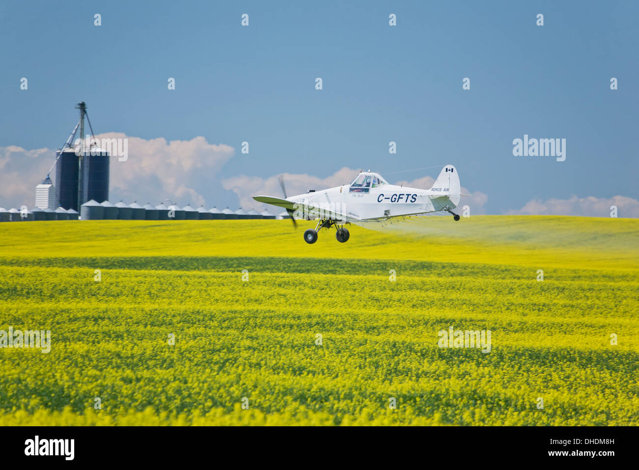 Crop Dusting Plane Over Flowering Canola Field With Blue Sky And Clouds