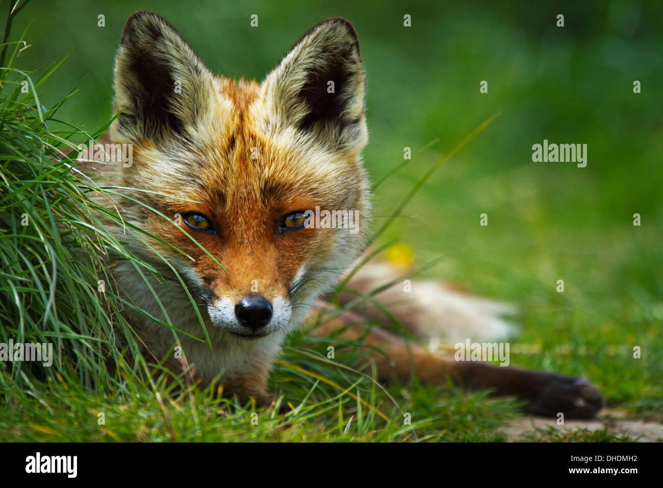 fox (vulpus vulpus) Stock Photo