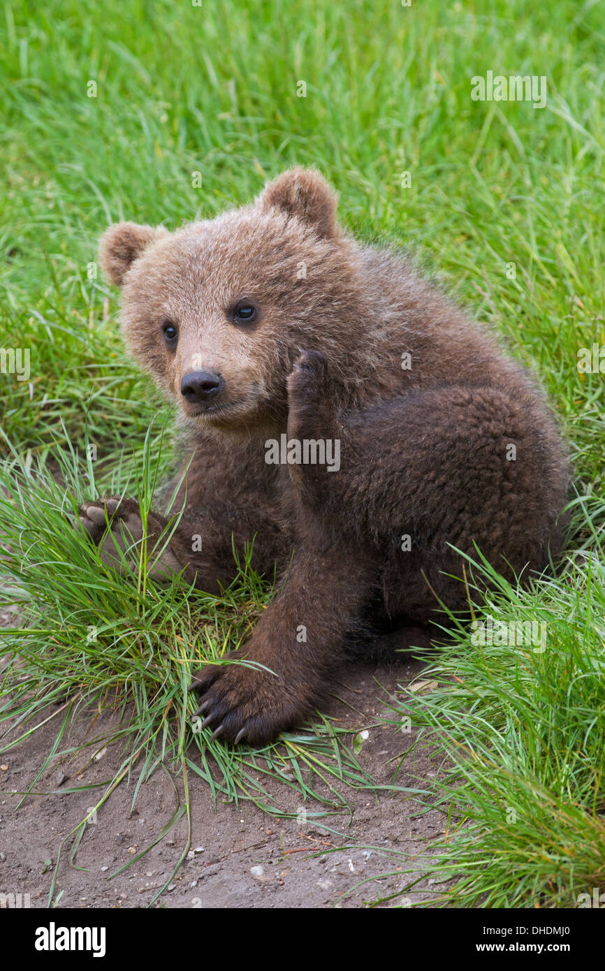 Cute Eurasian / European brown bear (Ursus arctos arctos) cub in grassland scratching head with hind leg and grooming fur Stock Photo