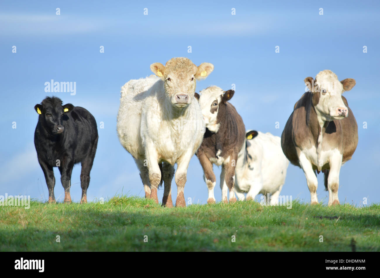 Inquisitive group of five cows in a Devon field with a clear blue sky backdrop Stock Photo