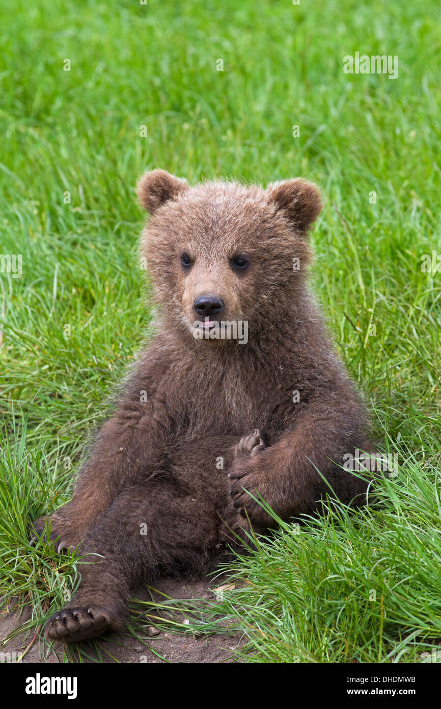 Portrait of cute Eurasian brown bear / European brown bear (Ursus