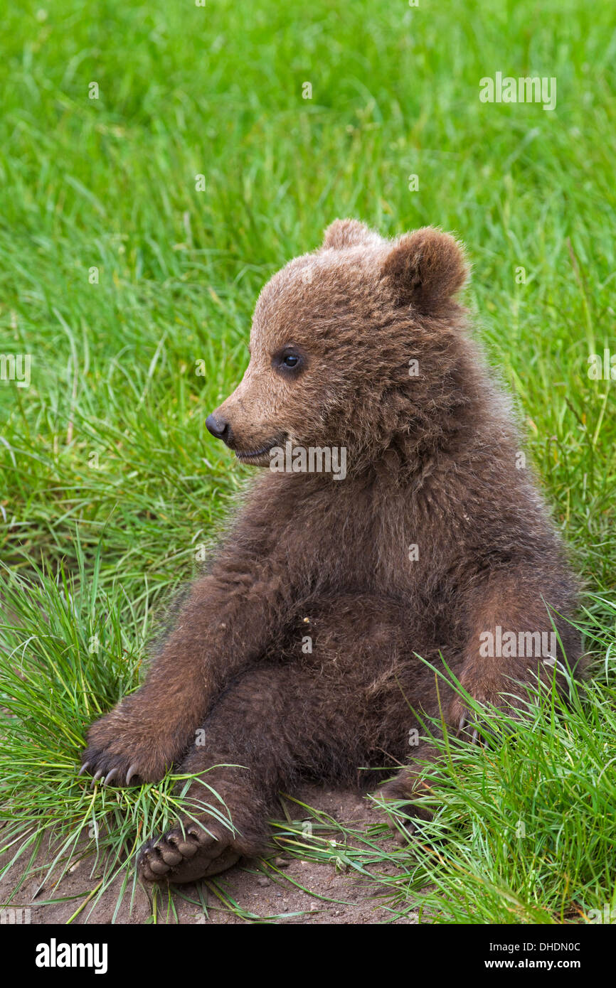 Page 2 Sitting Bear Cubs High Resolution Stock Photography And Images Alamy