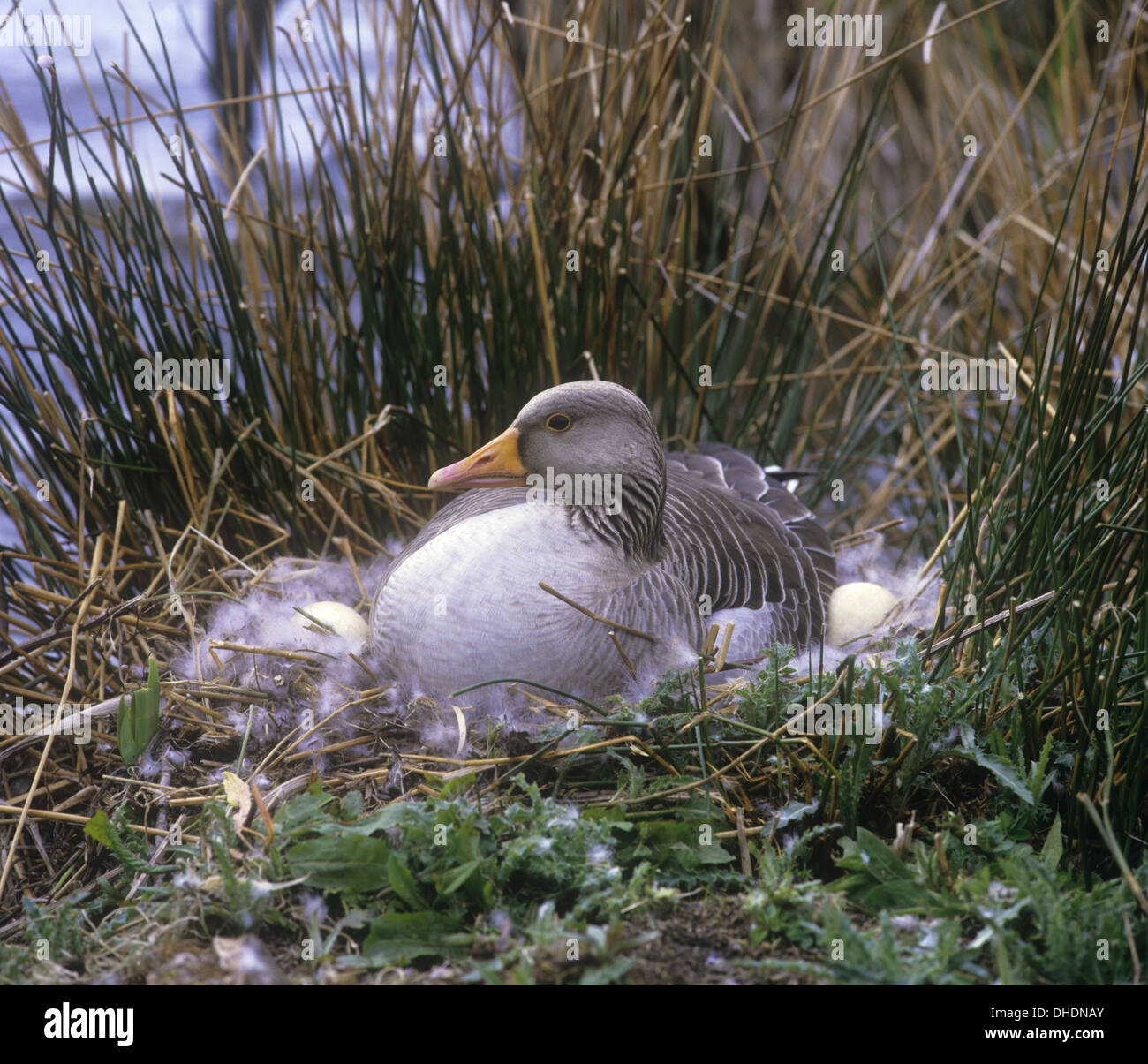 Greylag Goose Anser anser on nest Stock Photo Alamy