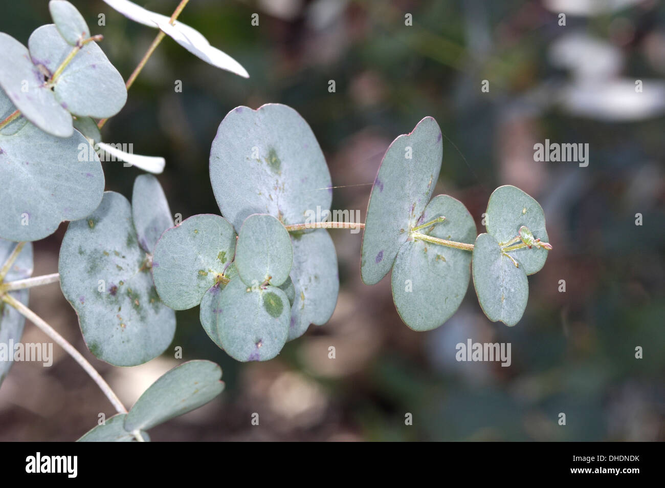 Cider Gum Eucalyptus gunnii (Myrtaceae) - juvenile leaves Stock Photo